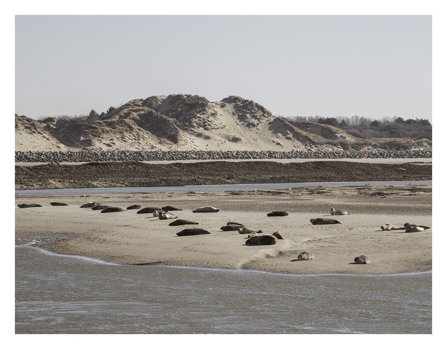 Proche Du Bord De Et Au Coeur Des Dunes